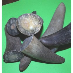 Horn fra Afrikansk okse - Pris pr. kg
