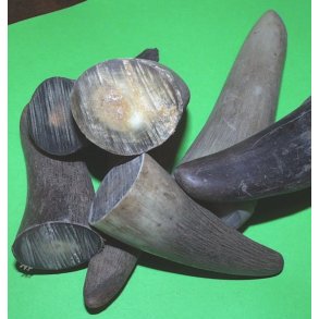 Horn fra Afrikansk okse - Pris pr. kg