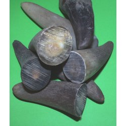 Horn fra Afrikansk okse - Pris pr. kg