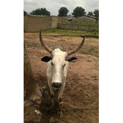 Horn fra Afrikansk okse - Pris pr. kg