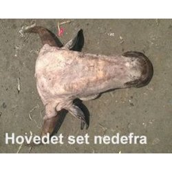 Horn fra Afrikansk okse - Pris pr. kg