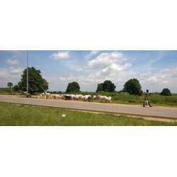 Horn fra Afrikansk okse - Pris pr. kg