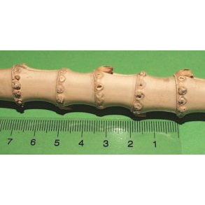 Bambus Diameter 13-19 mm�
