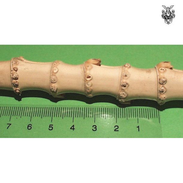 Bambus Diameter 09-13 mm, Lngde: ca. 32 cm