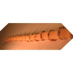 Bambus Diameter 09-13 mm�, L�ngde: ca. 32 cm